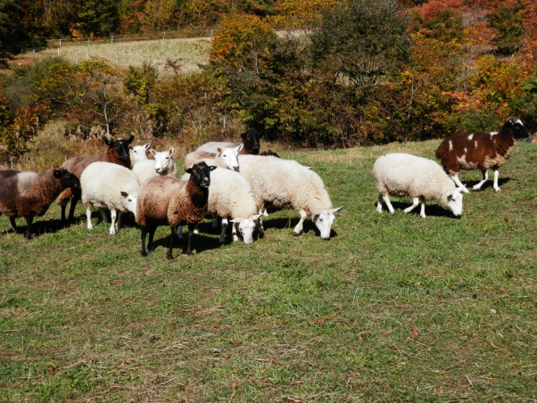羊飼いの365日 | 羊飼いの暮らしチェビオット 山形県上山市蔵王坊平高原